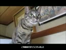 ななこの成長日記その43♪
