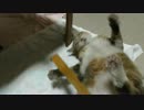 まごのてでハッスルする猫。