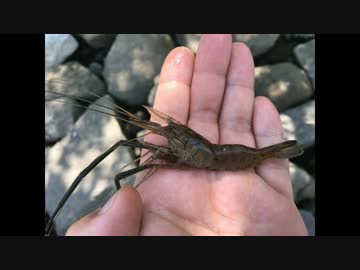 釣りどれんの電車釣行記　17　～テナガエビ釣り～