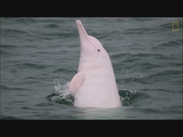 アプリ版フレンズを動物ドキュメンタリーで紹介するよ part10