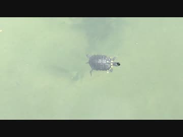優雅に泳ぐクサガメ！！川で発見！！