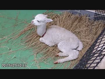 【命名前】アルパカさんの赤ちゃんを見てみよう【東武動物公園】