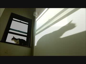 朝日と猫と影