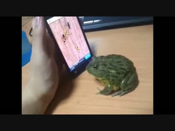 スマホゲーム画面の虫を 本物と思って食べようとしたカエルの結末とは