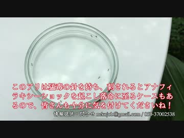 ヒアリ発見！！至る地域で活動しています！