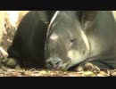 2017/06/24 横浜市立金沢動物園のベアードバク