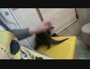 カワウソざんまい