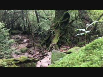 【ゆっくり】　日本一周自転車旅　part47　屋久島