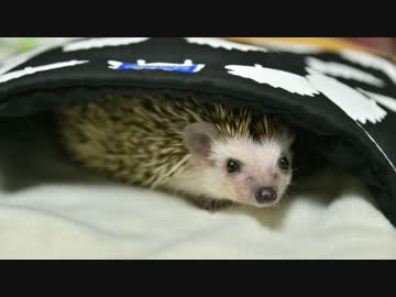 ハリ活.vol 1 ~ハリネズミが家に来た！~