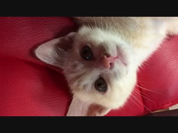 ひたすら飼い主を見つめる子猫