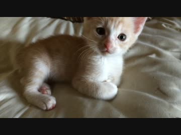 保護猫のその後