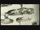 小さな世界】　アリ観察日記　4日目　【小さな奇跡】