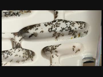 小さな世界】　アリ観察日記　4日目　【小さな奇跡】