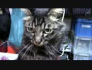 こんげつのたいじゅうそくてい【蒼民家の猫々】