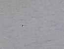 EX-F1の300fpsでツバメの水浴びを撮影