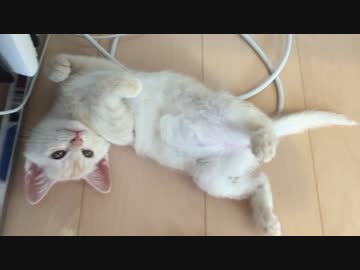 飼い主の愛撫に全力でイヤがる子猫（悲しみ）