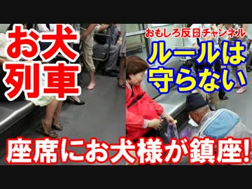 【韓国地下鉄車内にシベリアンハスキー】 座席にお犬様が鎮座！