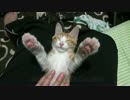 お膝で寝落ちた子猫を愛でる動画