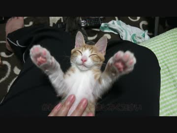 お膝で寝落ちた子猫を愛でる動画