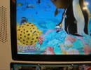 マリンマリンのミナミハコフグ（リボンとダイバー）