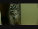 【475】ジャン❤︎ポン　旧型エアコンを点けて猫を寝室に誘う
