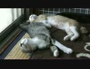 電池切れな子猫。