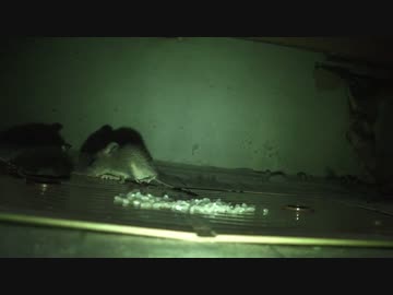 ねずみが粘着シートに捕まる瞬間　2匹目
