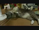 【476】ジャン❤︎ポン　猫よりも飼い主の方が遊びたがっている
