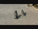 ナンパするハト