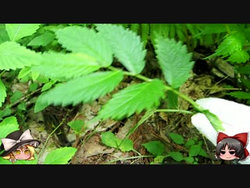 ゆっくりの田舎と自然　第１４話「畑の食べもの」