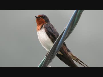 さえずるツバメ