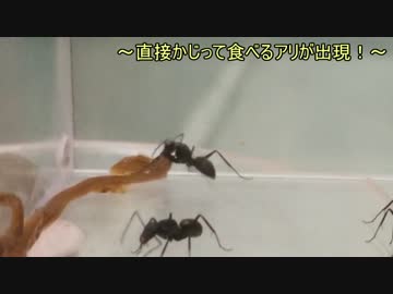 蟻戦争＃142 アリVSコウガイビル後編～意識の共有～編