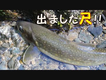 【アウトドア】またまた爆釣！良型イワナを釣りまくり！！