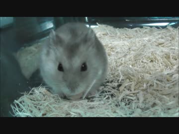 備蓄してたひまわりの種を頬から出して食べるマリモ