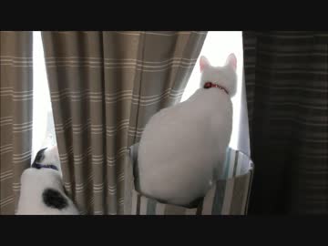 最近よく窓の外を眺めてる猫達