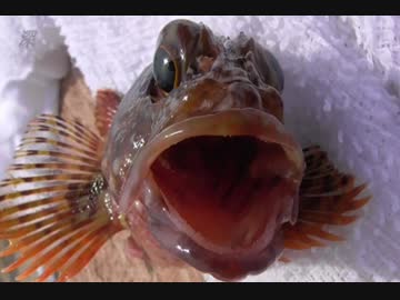 釣り動画ロマンを求めて　61釣目（葉山港：後半）