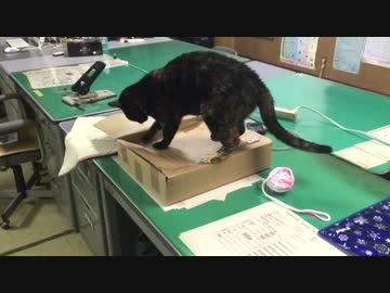 必死におやつを取ろうとするあずき