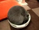 猫なべ