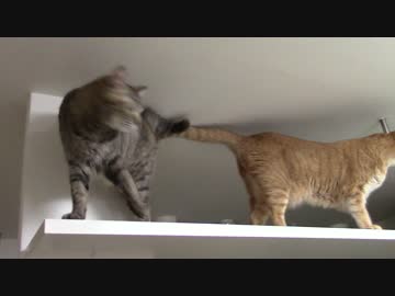 拾いねこ＠生後1826/1793日目　キャットウォークで佇むアコツキ。