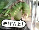 オオミズアオの幼虫の脱皮　4齢→5齢　10倍速
