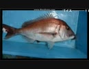 真鯛71.5cm　4.8kgを釣り上げる！20170705