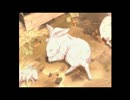 【実況】失われた過去を捜しに行く「白中探険部」 Part3
