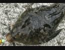 釣り動画ロマンを求めて　62釣目（湯河原海浜公園）