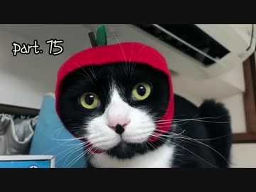 ジルと俺の釣り物語 part.15# 高級かまぼこの原材料【ゆっくり実況】