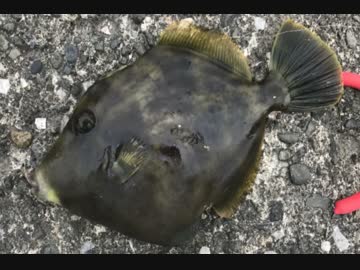 釣り動画ロマンを求めて　63釣目（湘南大堤防）