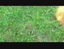 高田健志 17/07/04 昼 ツイキャス北海道7 2/2