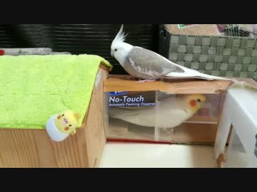 【オカメインコ】りりぃ＆るるぅ①