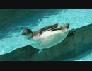 フンボルトペンギンのビールくん横泳ぎ