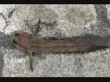 釣り動画ロマンを求めて　64釣目（浦賀湾 陸軍桟橋）