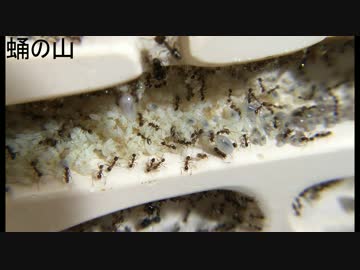 【小さな世界】　アリ観察日記　5日目　【小さな奇跡】